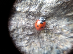 Coccinella septempunctata