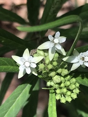 Asclepias angustifolia
