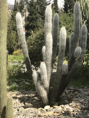 Oreocereus