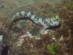 Dashed-Line Blenny photo 2