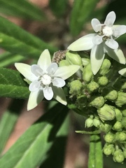 Asclepias angustifolia