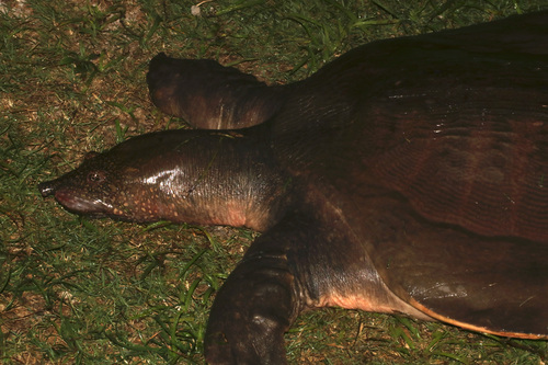 African Softshell Turtle