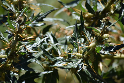 spiny cocklebur