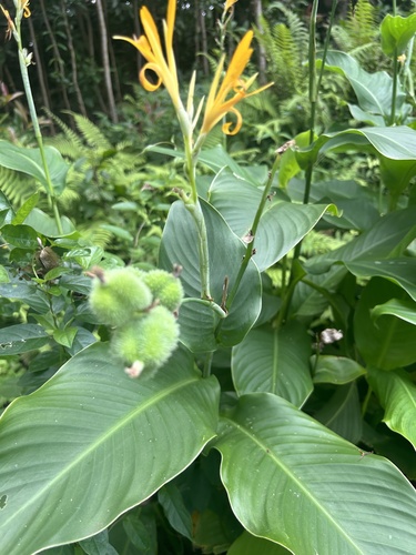 Canna indica observed 2024-03-21