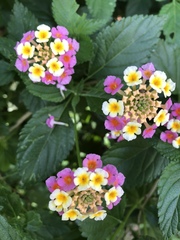 Lantana