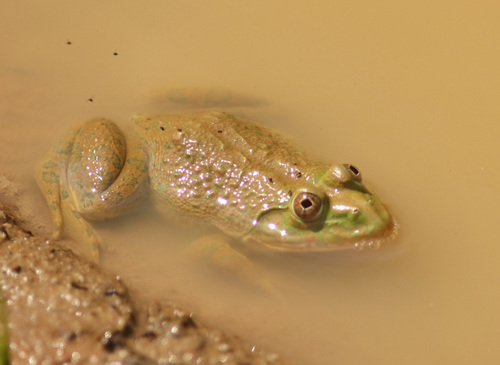 Crowned bullfrog
