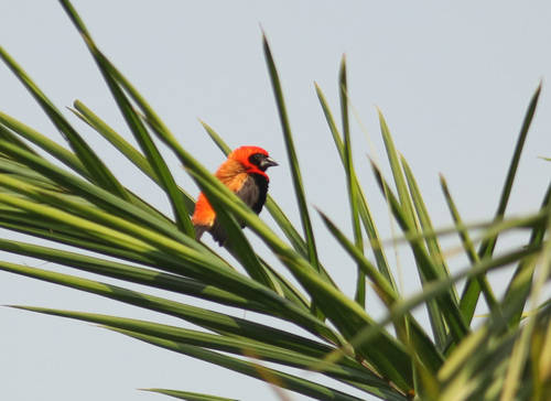 Black-winged Bishop