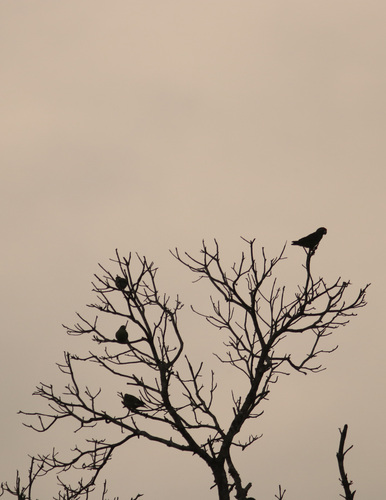 Gray Parrot