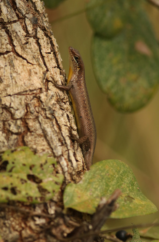 Speckle-lipped Mabuya