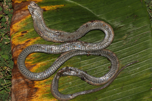 Central African Egg-eating Snake