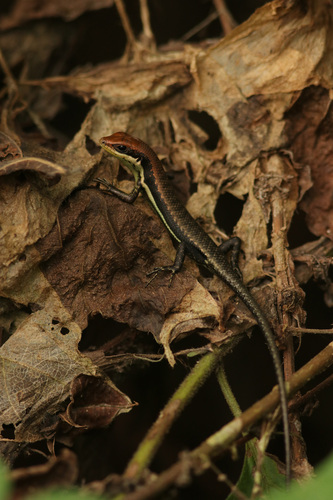 Gonwouo’s skink, Trachylepis gonwouoi