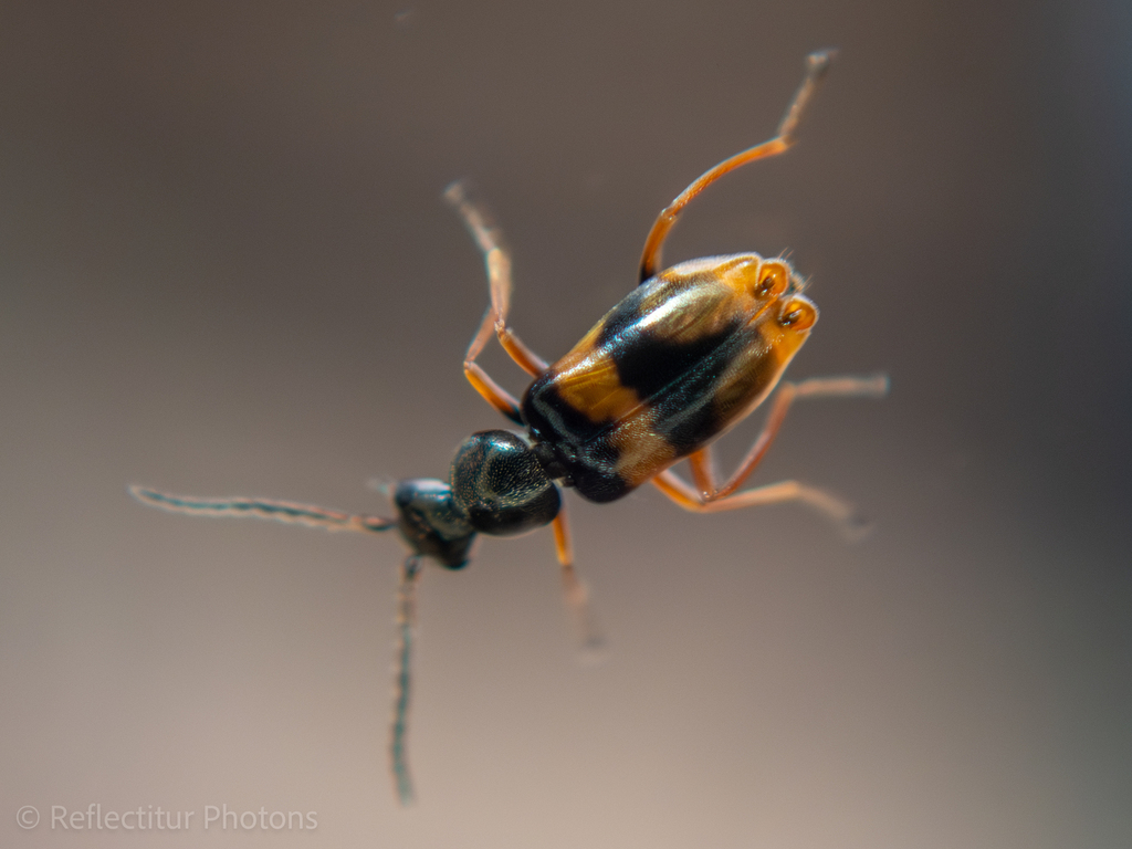 Hypebaeus mylabrinus