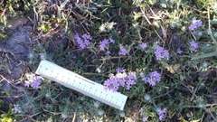 Glandularia delticola