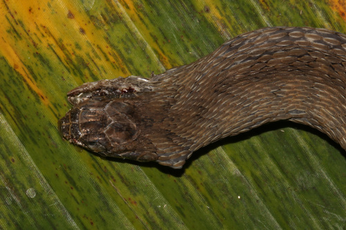 Central African Egg-eating Snake