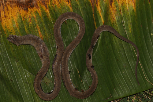 Central African Egg-eating Snake