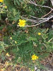 Senecio lyonii