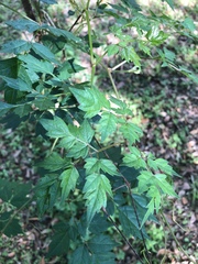 Nekemias arborea