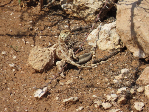 Ground Agama