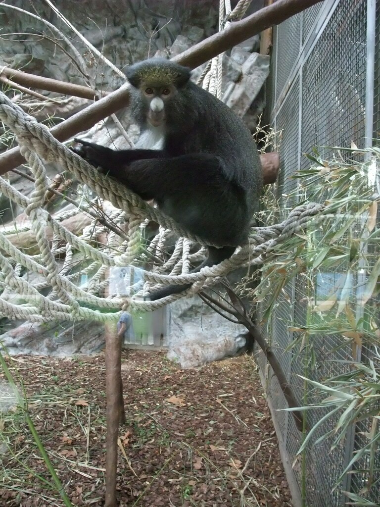 Putty-nosed Monkey