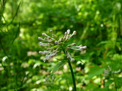Valeriana pauciflora