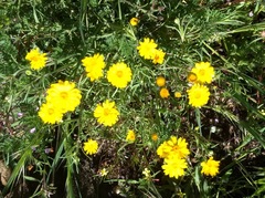 Pentachaeta aurea aurea