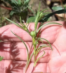 Pentachaeta aurea aurea