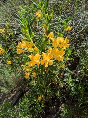 Diplacus longiflorus