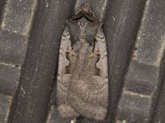 Parabagrotis insularis