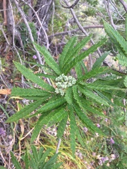 Lyonothamnus floribundus