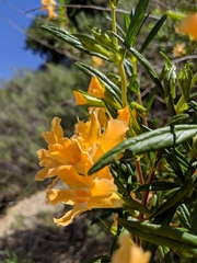 Diplacus longiflorus