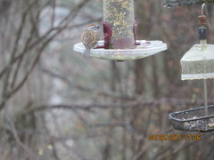 Spizella passerina passerina