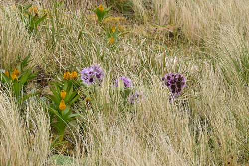 Image of Pleurophyllum speciosum by (c) Christopher Stephens, some rights reserved (CC BY-SA)
