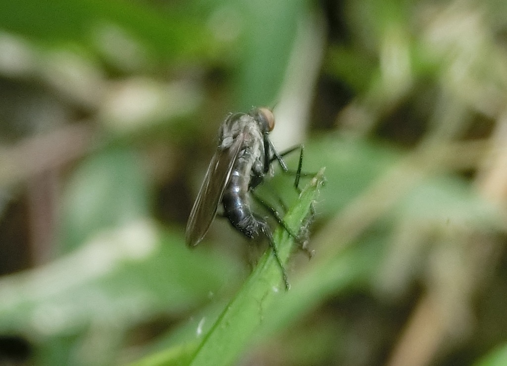 Dance Flies, Long-legged Flies, and Allies from 558台灣南投縣鹿谷鄉 on March 24 ...