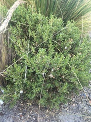 Baccharis tola