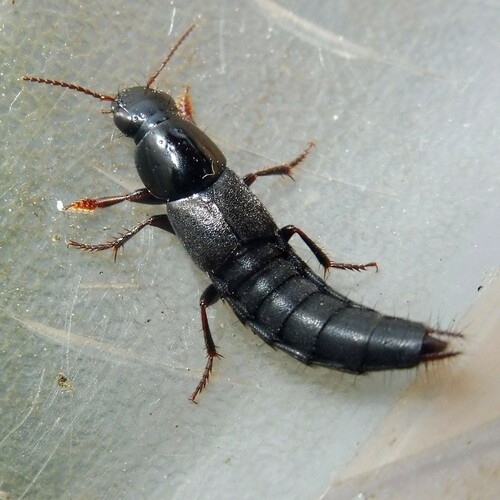 Quedius levicollis