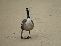 Branta canadensis