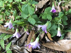 Oxalis debilis