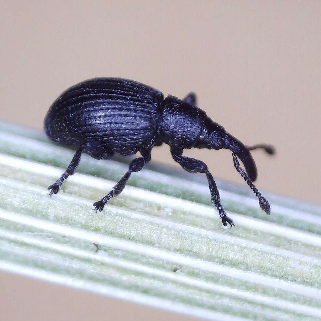 Diplapion stolidum