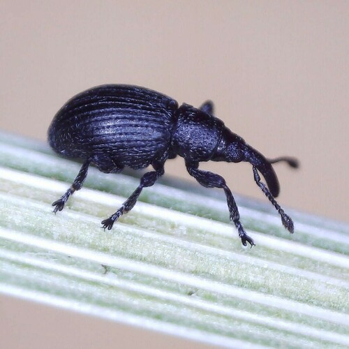 Diplapion stolidum