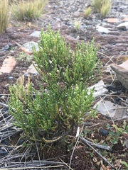 Parastrephia quadrangularis