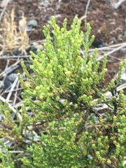 Parastrephia quadrangularis