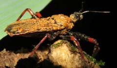 Amauroclopius