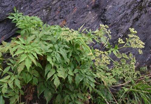 Angelica aliensis