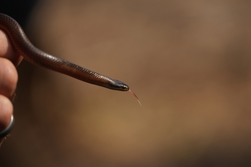 Black-naped Hooded Snake sighting