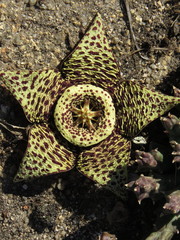 Orbea variegata