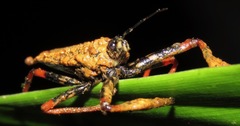 Amauroclopius