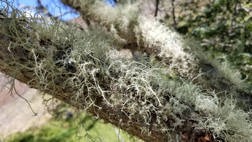 Usnea observed 2019-04-03