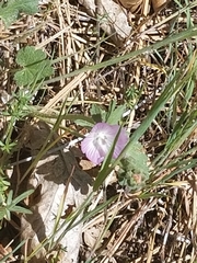 Sidalcea glaucescens