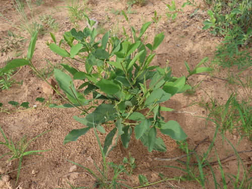 Image of Neorautanenia mitis by no rights reserved