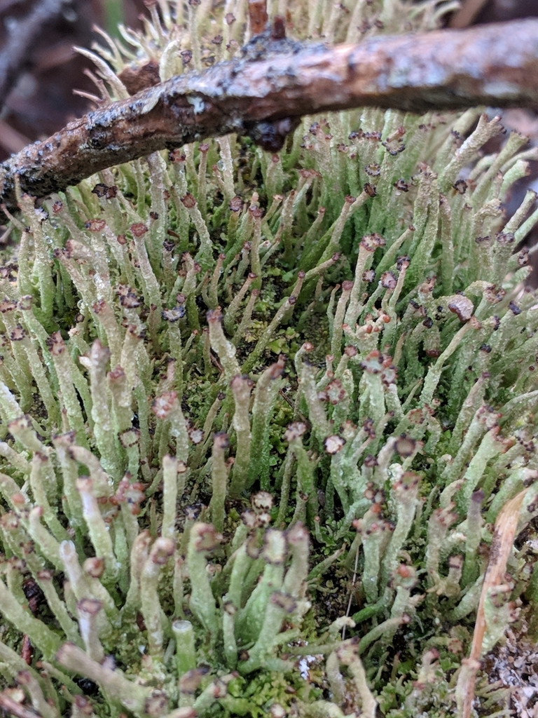 Giant Cladonia Lichen from 7386 VT-113, Thetford, VT 05058, USA on ...